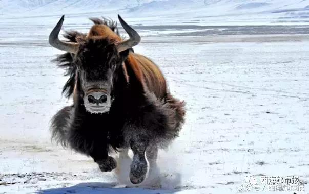 青海人采访,嘿青海歌曲