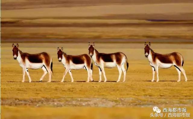 青海人采访,嘿青海歌曲