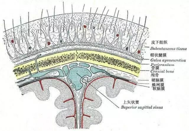 有头才有脸，头皮脸皮一张皮，揭秘你所不知道的头皮真相