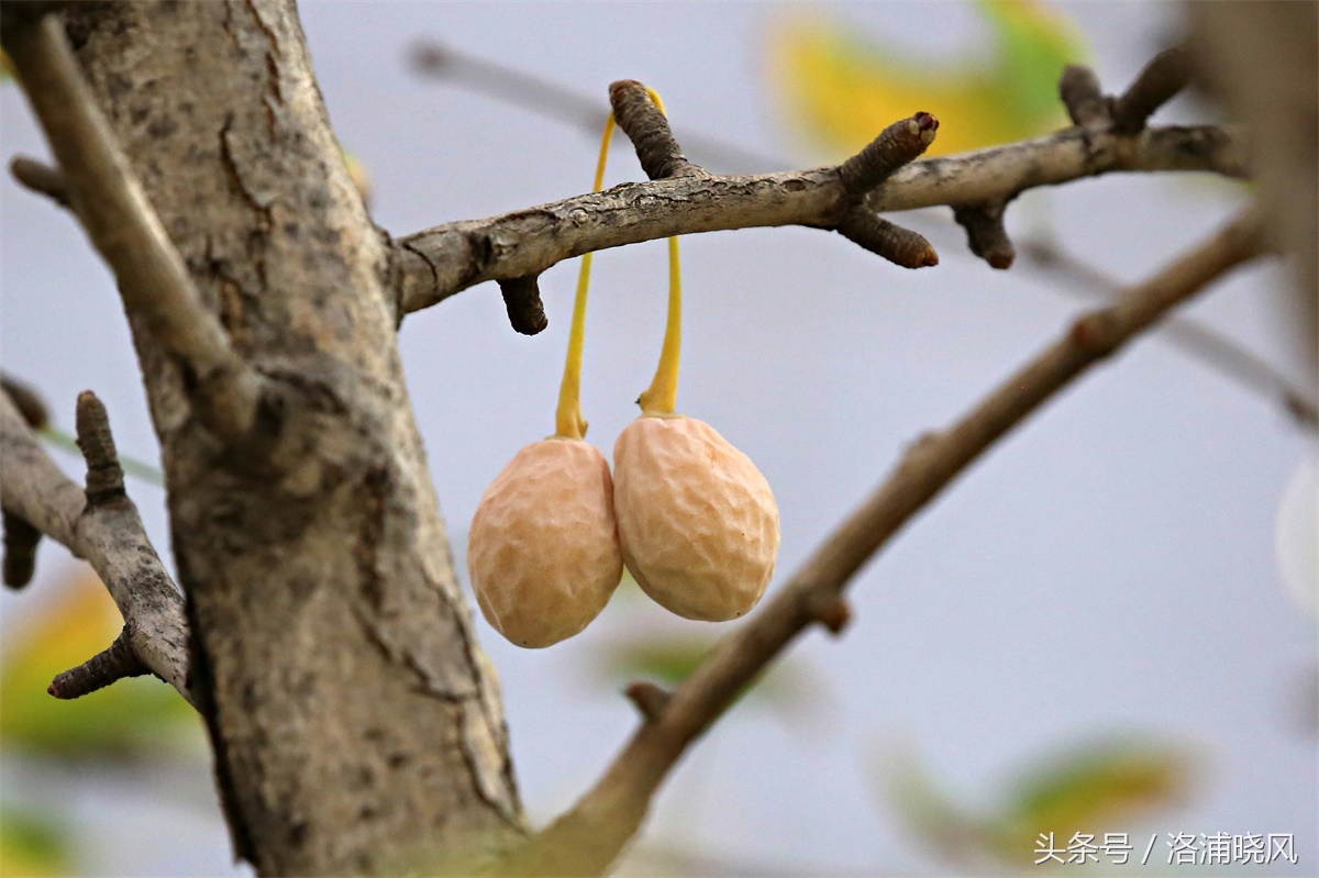 银杏果属于什么果实,银杏树结的果是什么果