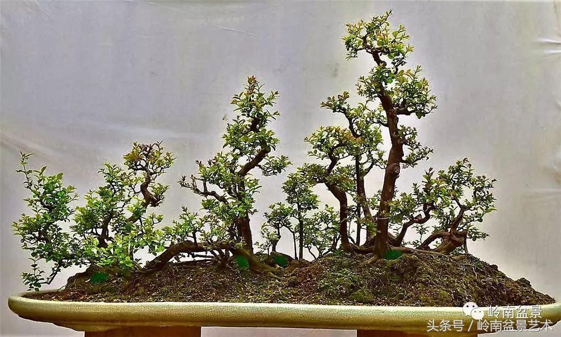 最值得收藏的六种盆景树种,十大珍贵盆景