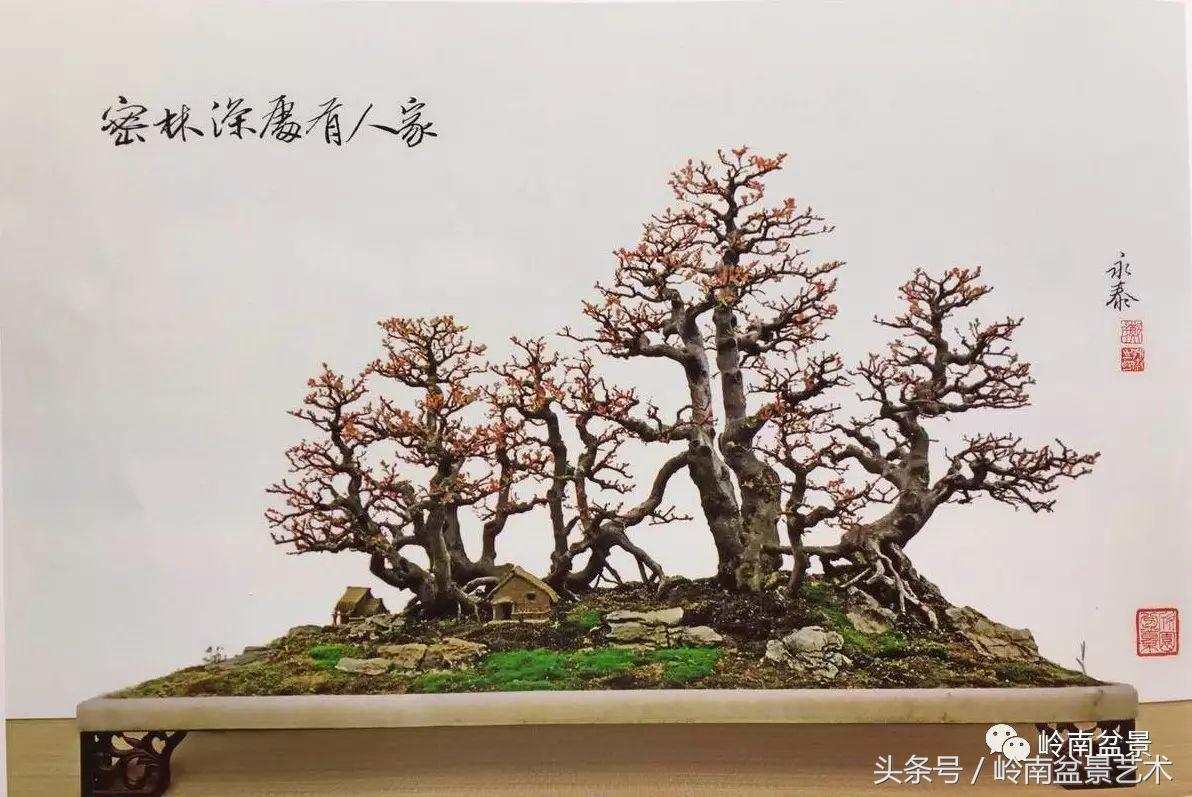 最值得收藏的六种盆景树种,十大珍贵盆景