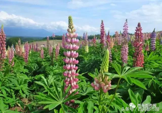 青海人采访,嘿青海歌曲