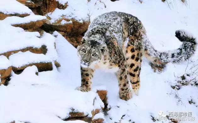 青海人采访,嘿青海歌曲