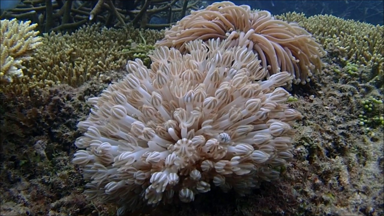 菲律宾科伦岛全景,菲律宾最值得去的海岛