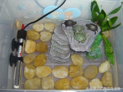 鸫龟先生饲养乌龟关注事项,三种龟的养殖方法