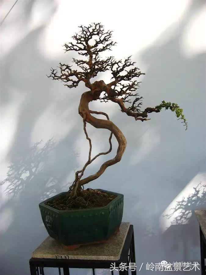 最值得收藏的六种盆景树种,十大珍贵盆景