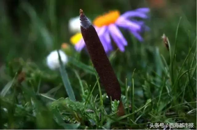 青海人采访,嘿青海歌曲