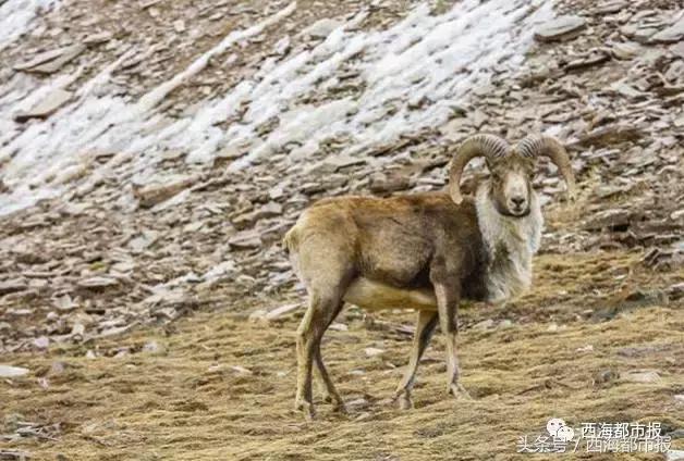 青海人采访,嘿青海歌曲
