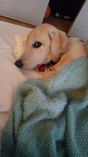 你对犬的疫苗了解多少,猫狗狂犬病科普