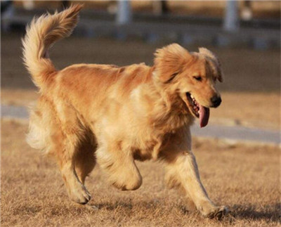 金毛要训练哪些项目,金毛适合训练的项目