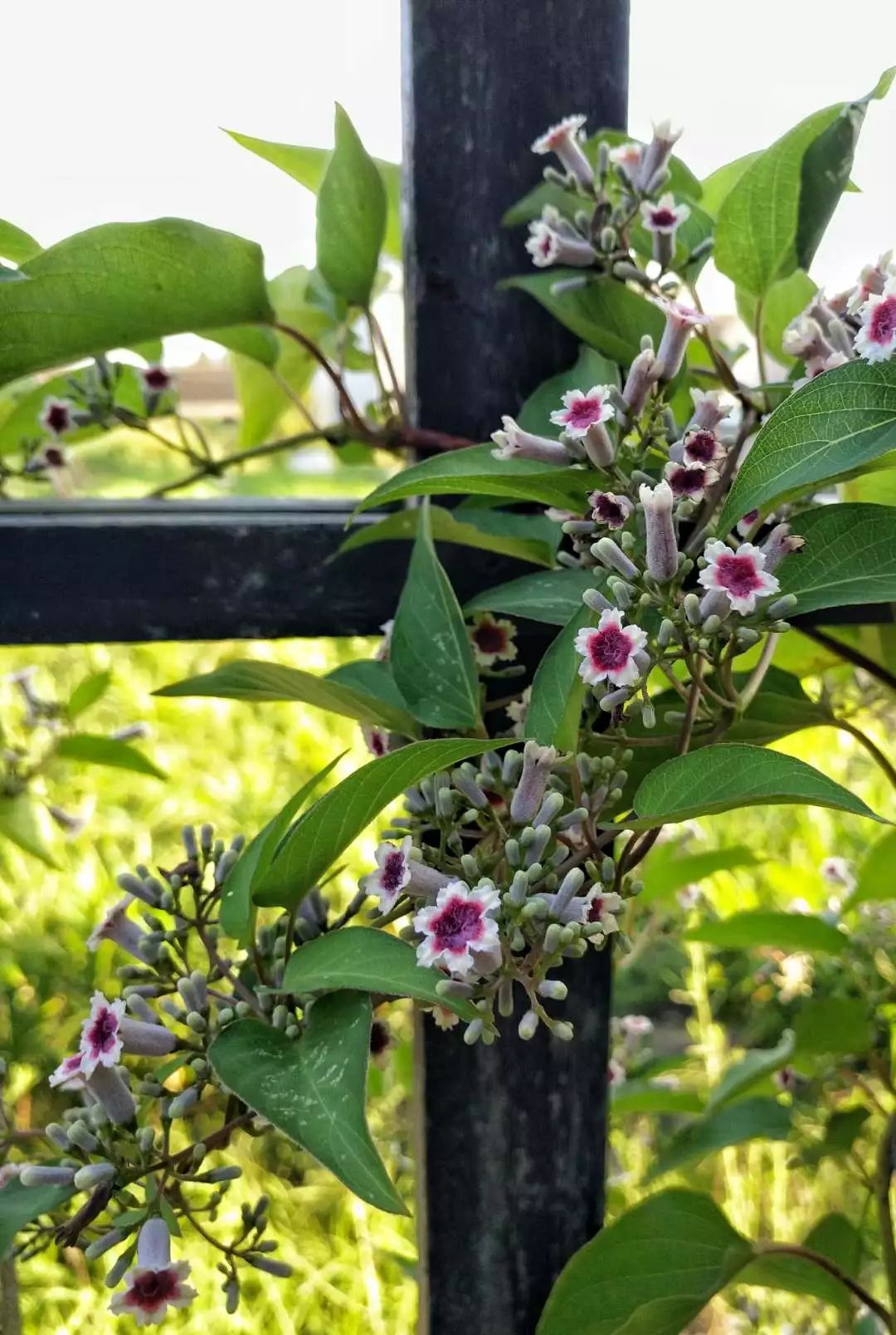 手机摄影作品赏析,手机摄影作品也可以美不胜收