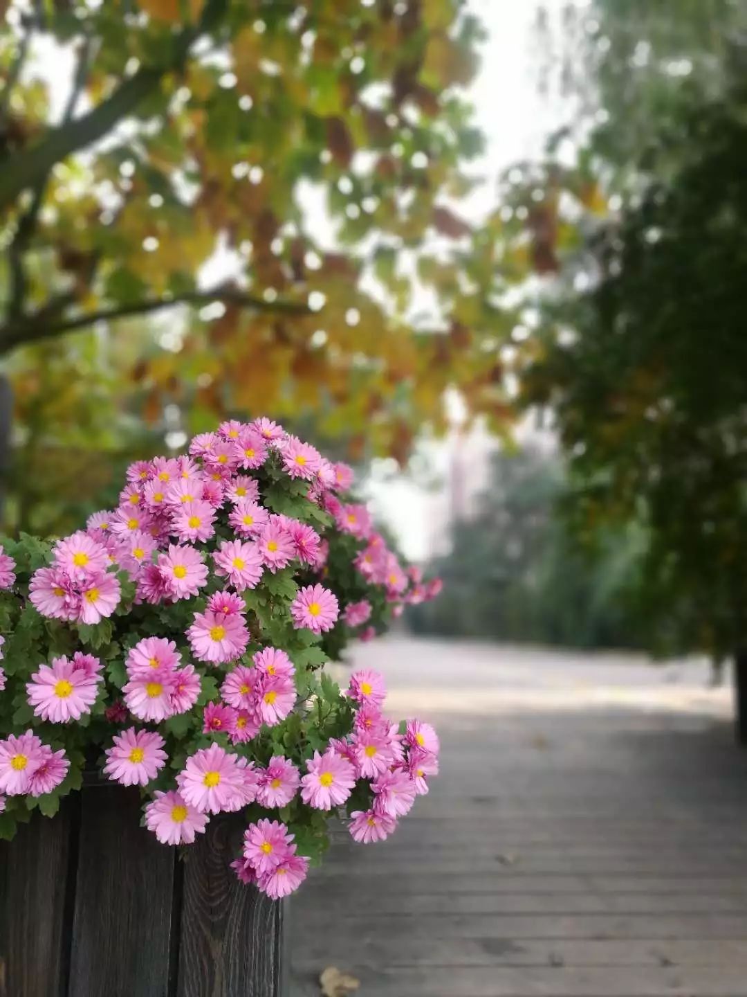 手机摄影作品赏析,手机摄影作品也可以美不胜收