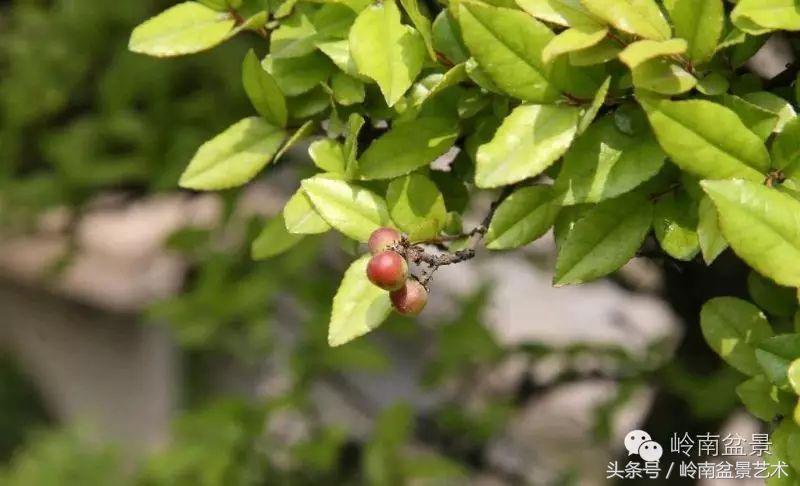 最值得收藏的六种盆景树种,十大珍贵盆景