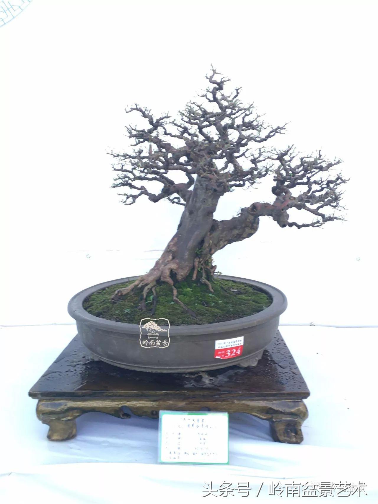 最值得收藏的六种盆景树种,十大珍贵盆景