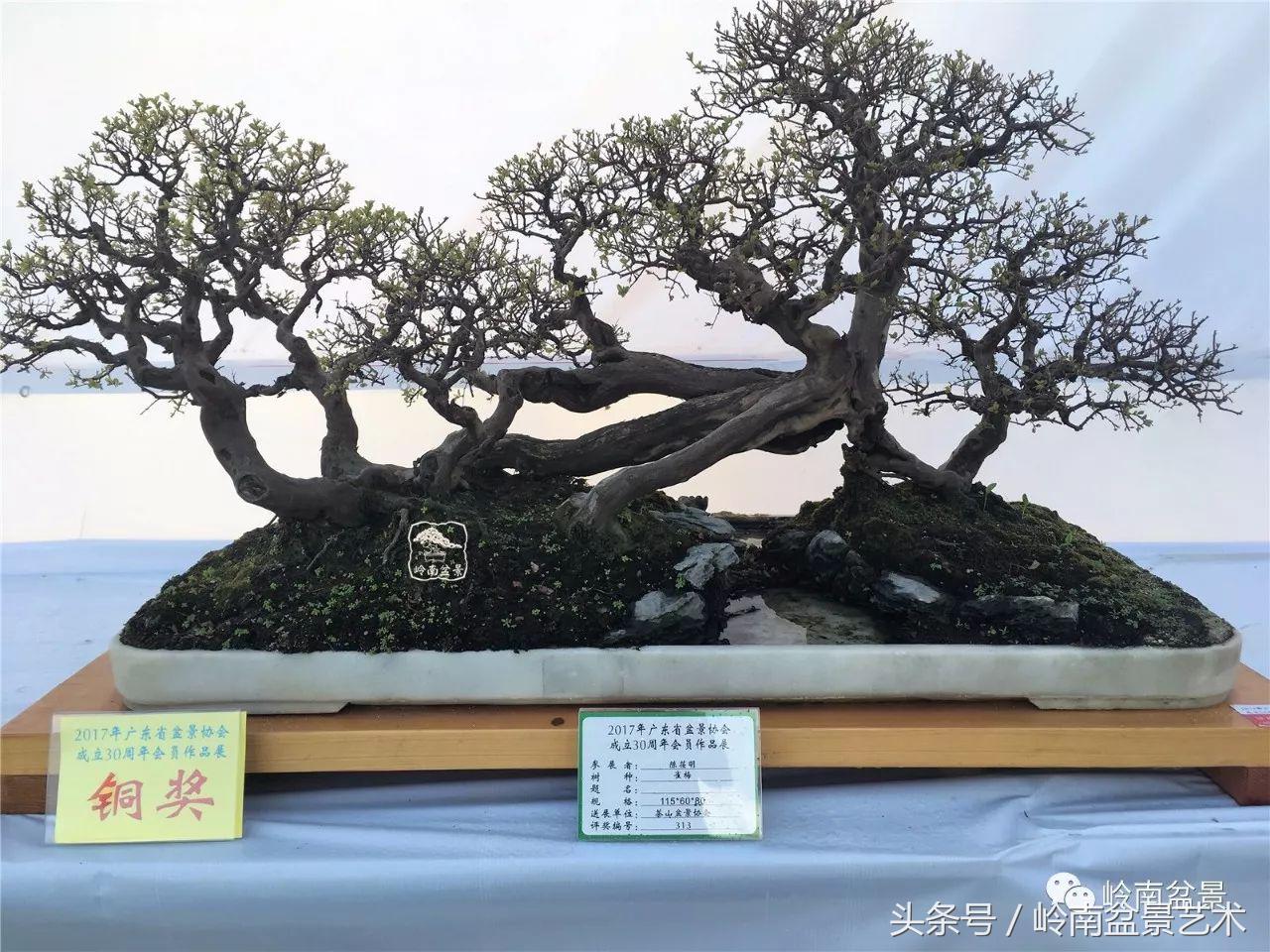 最值得收藏的六种盆景树种,十大珍贵盆景