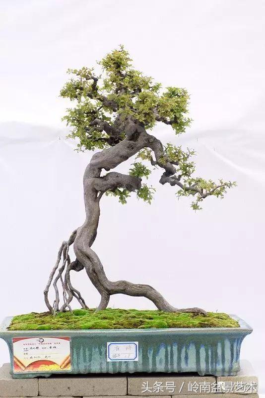 最值得收藏的六种盆景树种,十大珍贵盆景