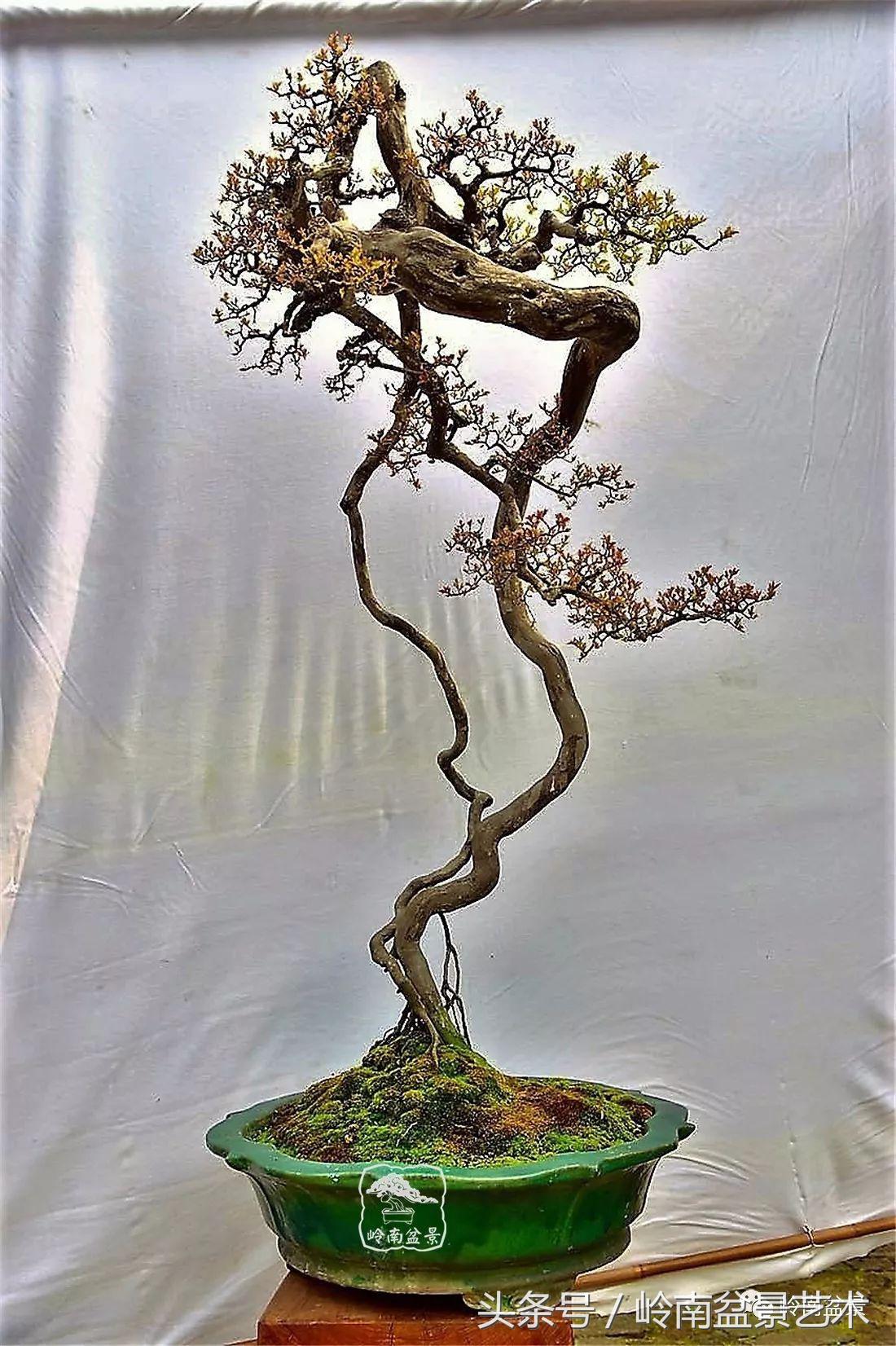 最值得收藏的六种盆景树种,十大珍贵盆景