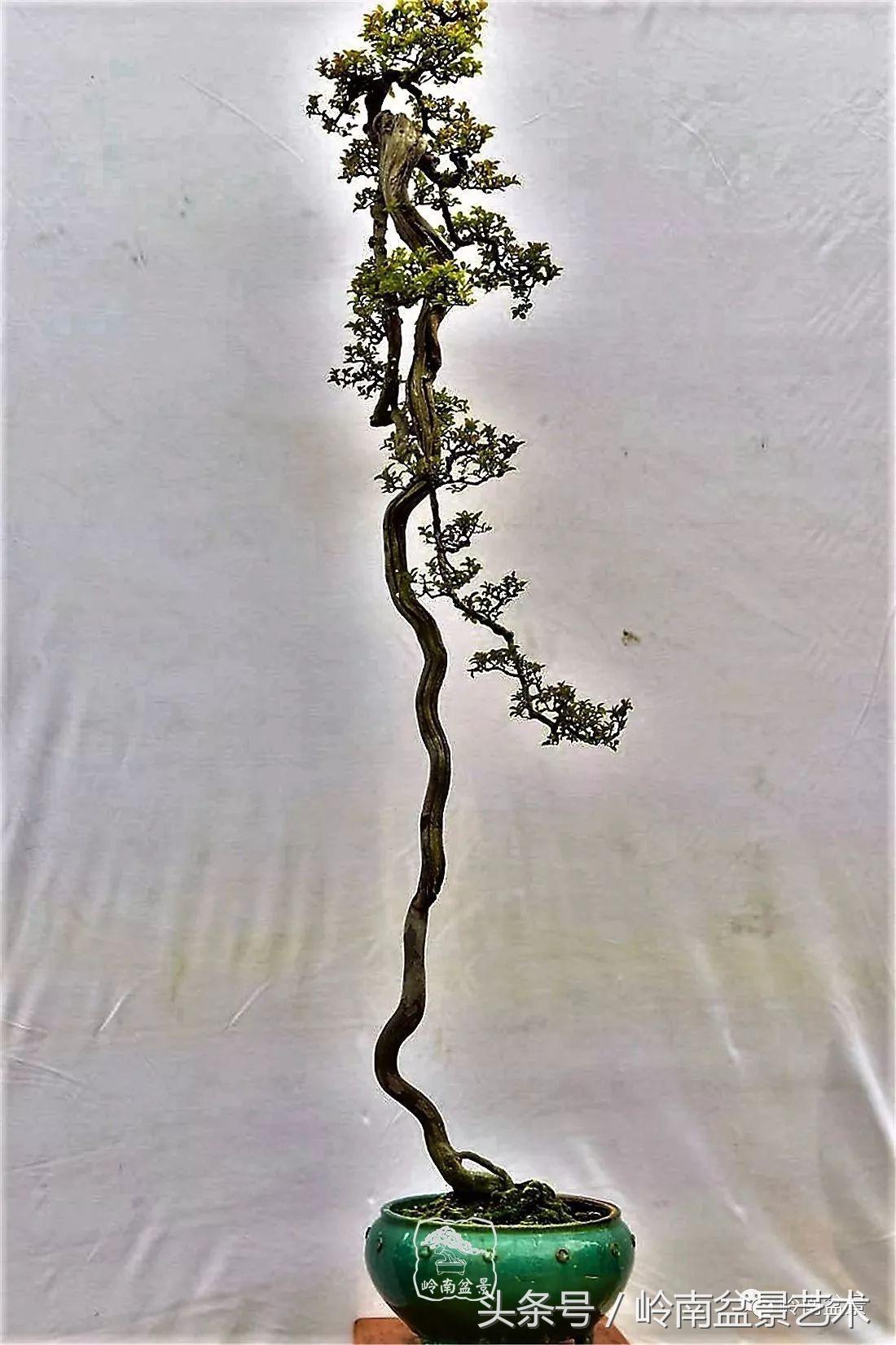 最值得收藏的六种盆景树种,十大珍贵盆景