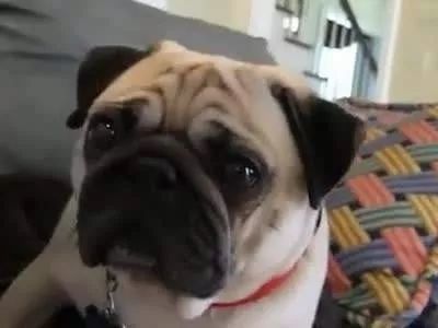 狗狗病症大全视频讲解,狗狗免疫系统疾病症状