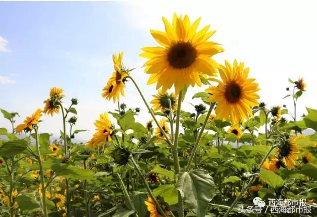 青海人采访,嘿青海歌曲