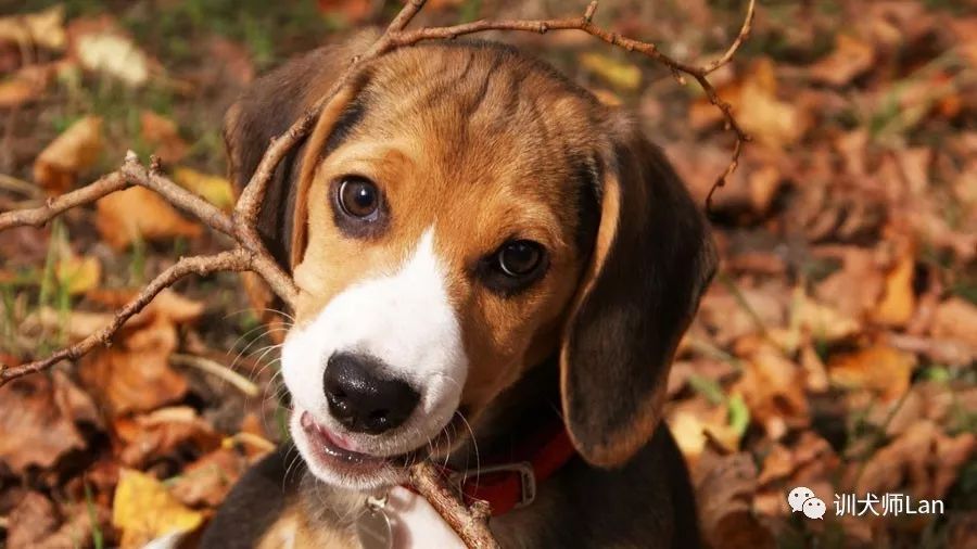 比格犬高山地区,农村比格犬