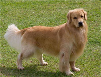 金毛要训练哪些项目,金毛适合训练的项目