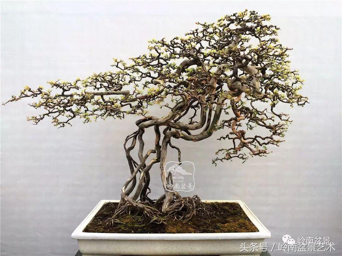 最值得收藏的六种盆景树种,十大珍贵盆景