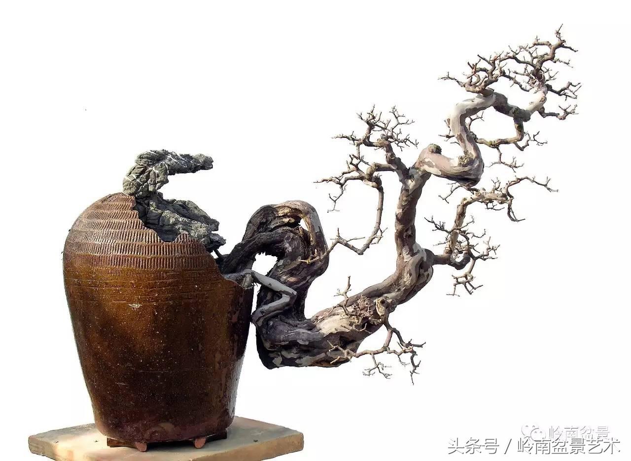 最值得收藏的六种盆景树种,十大珍贵盆景