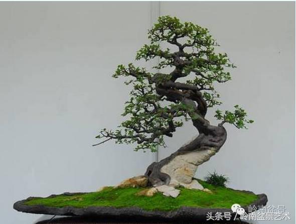 最值得收藏的六种盆景树种,十大珍贵盆景