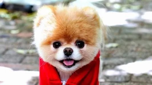 狗狗病症大全视频讲解,狗狗免疫系统疾病症状