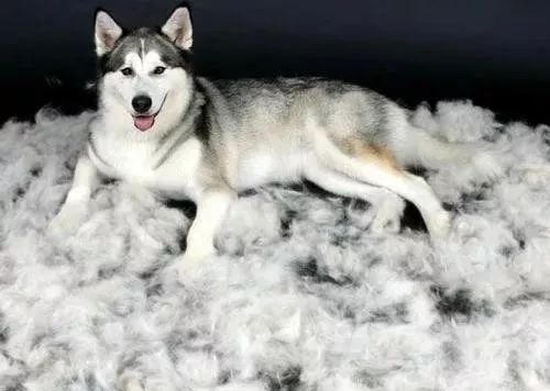 狗狗病症大全视频讲解,狗狗免疫系统疾病症状