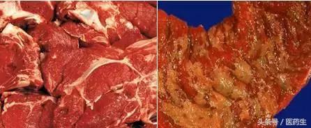 舌尖上的中医药论文,舌尖上的医疗