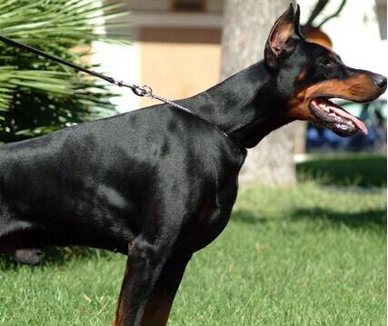 如何饲养杜宾犬,杜宾犬饲养方法和关注事项