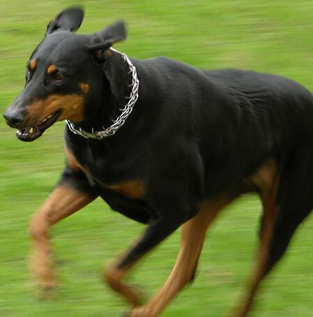 如何饲养杜宾犬,杜宾犬饲养方法和关注事项