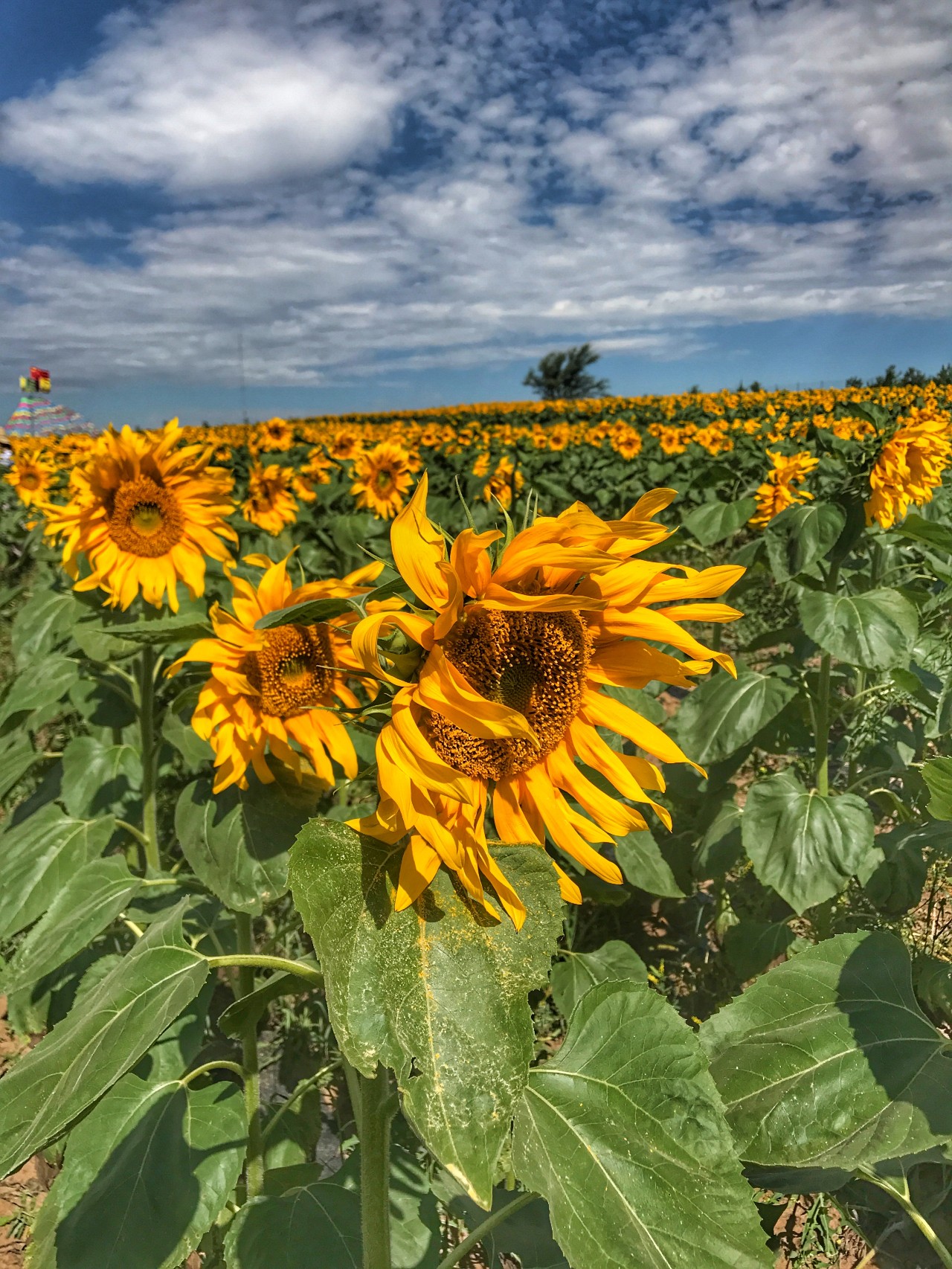 手机摄影作品赏析,手机摄影作品也可以美不胜收