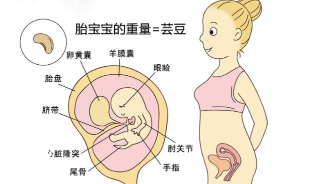胎儿1到40周图片像什么水果,怀孕了你看见什么宝宝都会知道吗