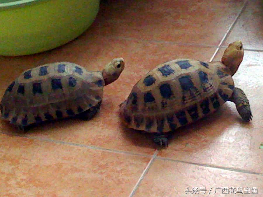 鸫龟先生饲养乌龟关注事项,三种龟的养殖方法