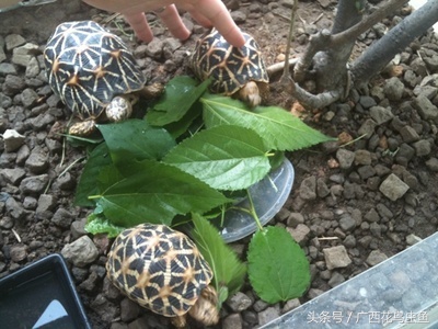 鸫龟先生饲养乌龟关注事项,三种龟的养殖方法