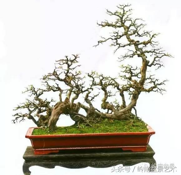 最值得收藏的六种盆景树种,十大珍贵盆景