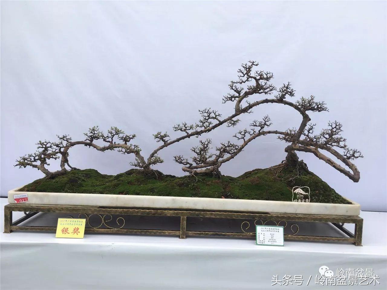 最值得收藏的六种盆景树种,十大珍贵盆景