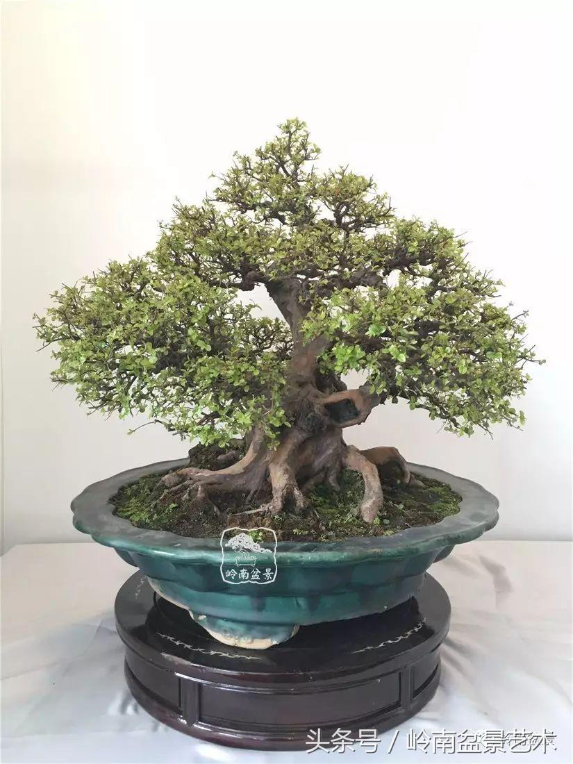 最值得收藏的六种盆景树种,十大珍贵盆景