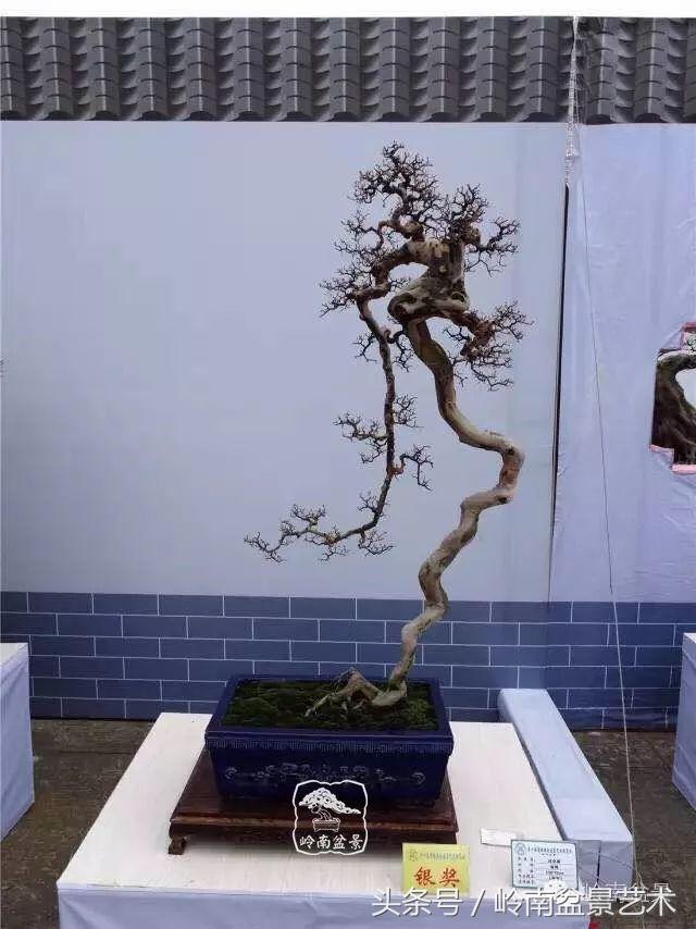 最值得收藏的六种盆景树种,十大珍贵盆景