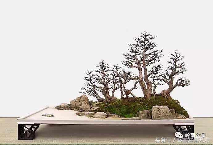 最值得收藏的六种盆景树种,十大珍贵盆景