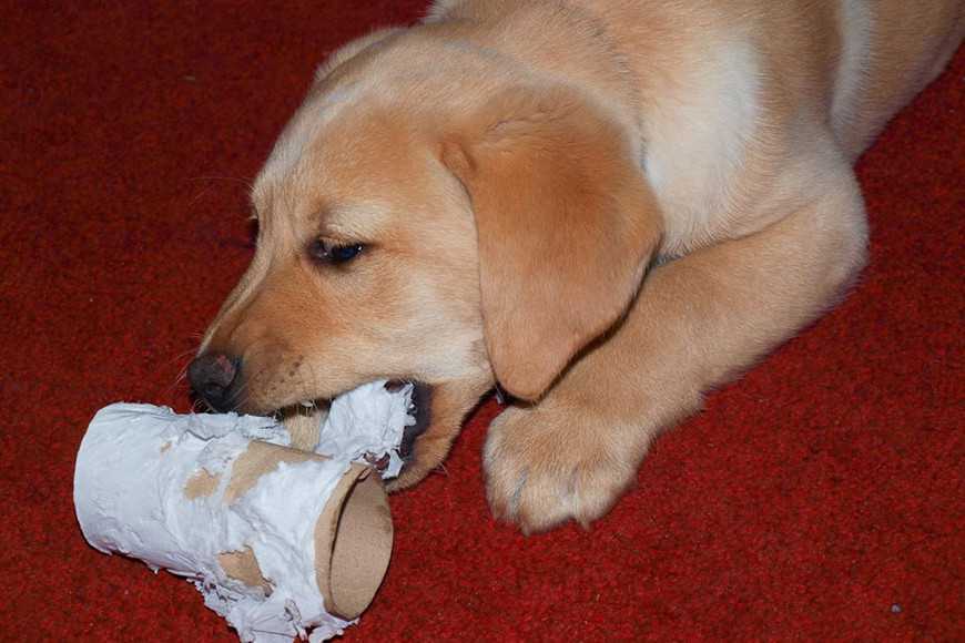 狗狗老是咬厕所的纸怎么办,狗狗咬纸板会不会吃下去