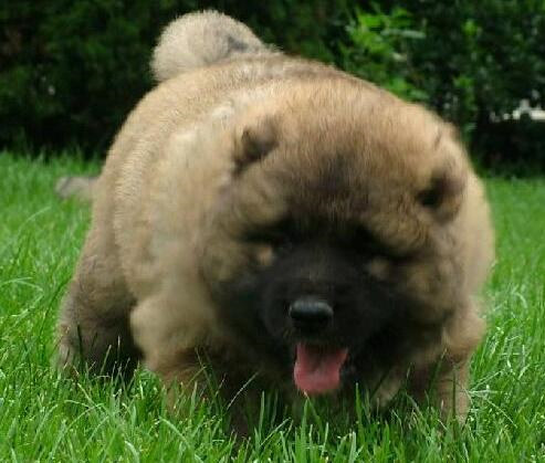 高加索犬常见病,高加索犬容易得的疾病