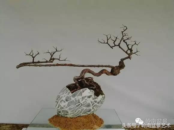 最值得收藏的六种盆景树种,十大珍贵盆景