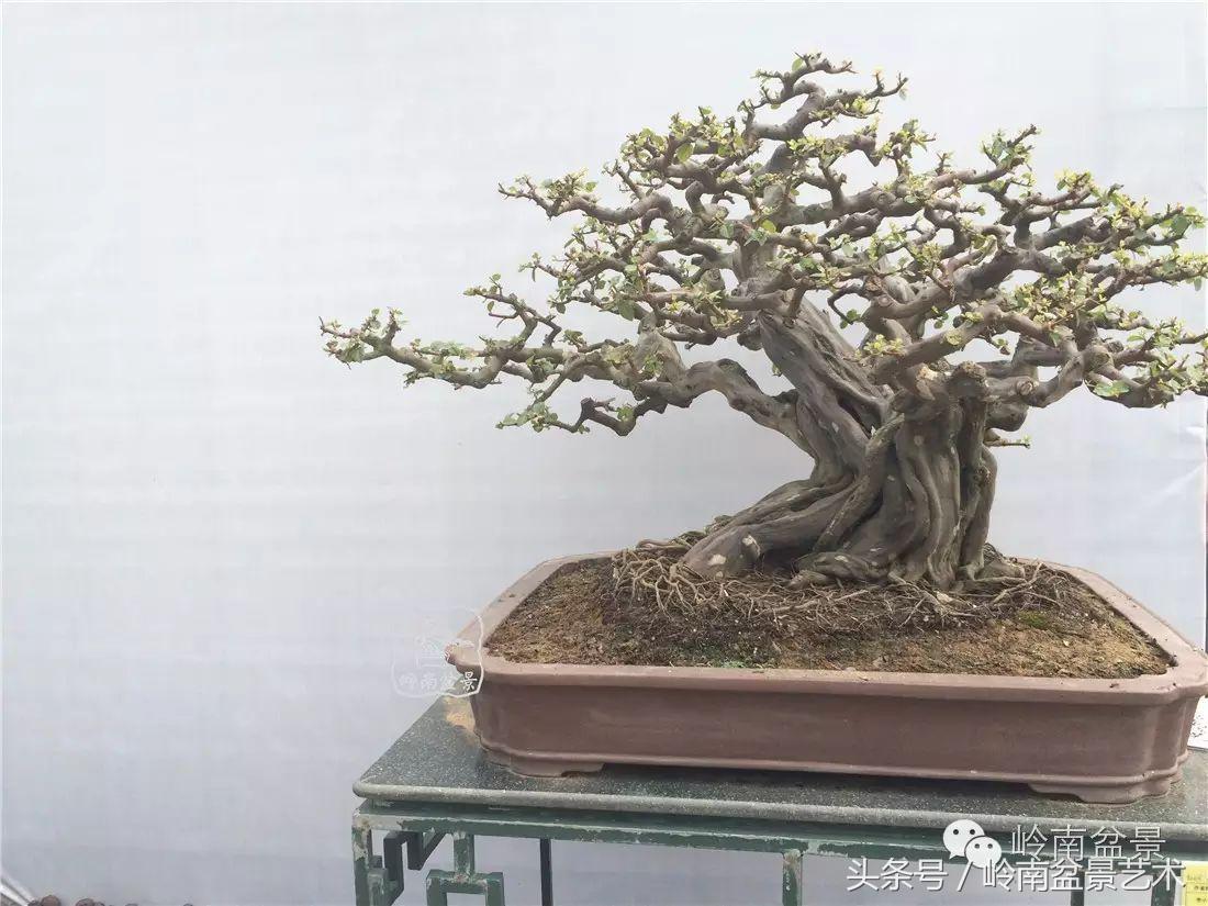 最值得收藏的六种盆景树种,十大珍贵盆景