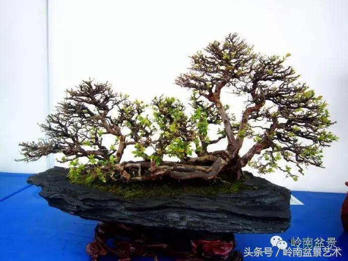 最值得收藏的六种盆景树种,十大珍贵盆景