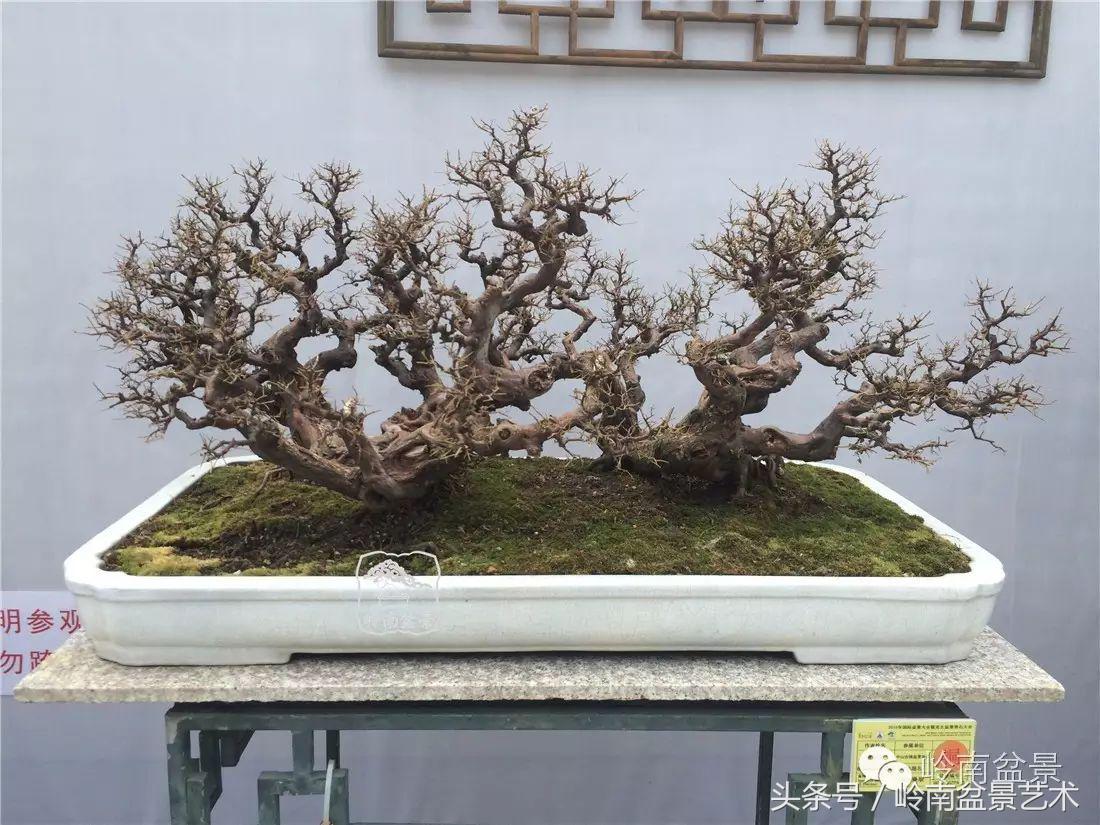 最值得收藏的六种盆景树种,十大珍贵盆景